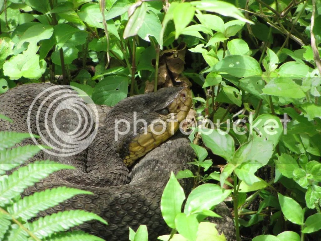 Fer-de-lance